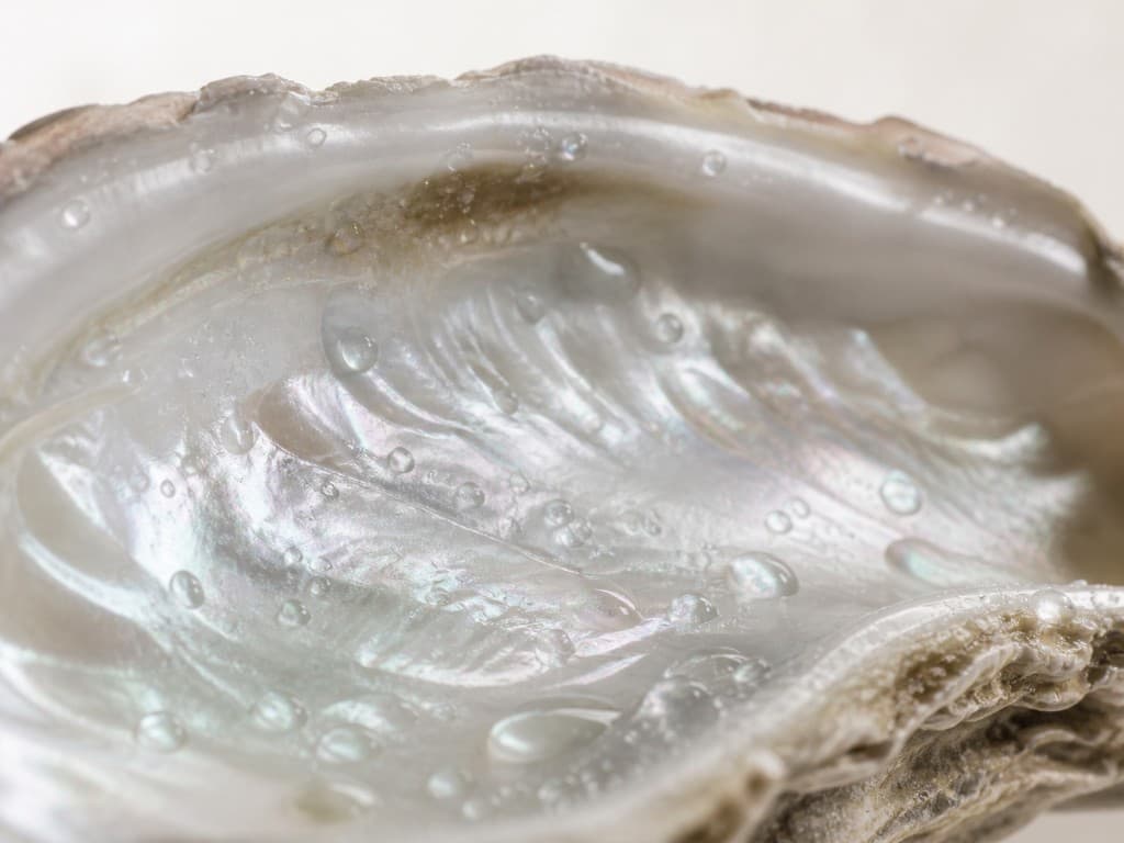 Détail nacré (coquille/huître) en macro, arrière-plan flou